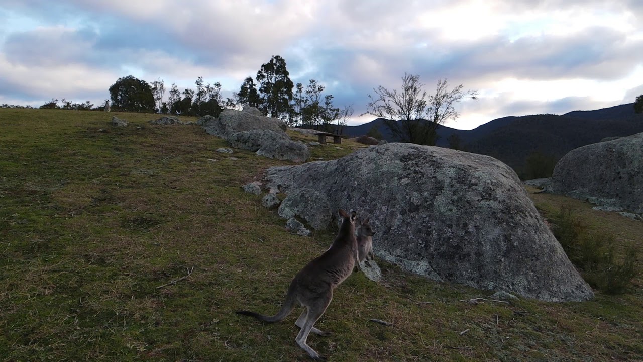 Tidbinbilla Nature Reserve - Canberra