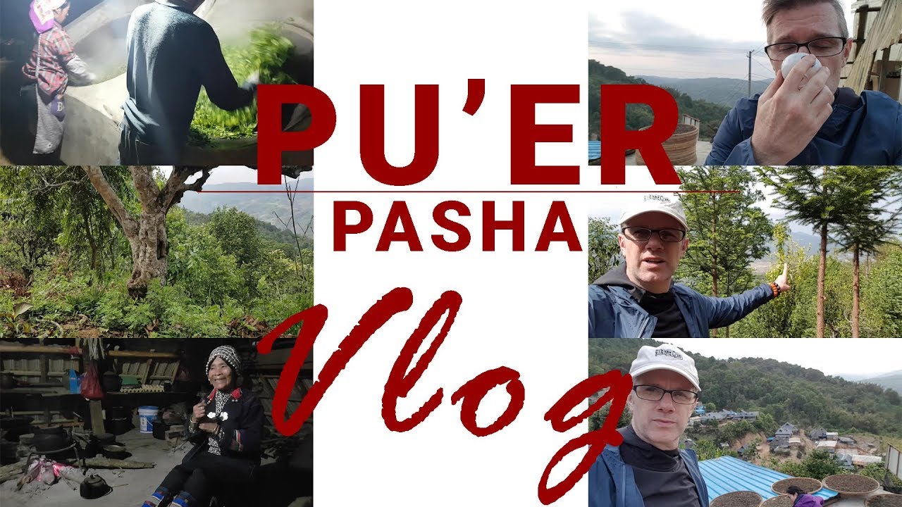 Yunnan Pu'er Village Vlog | Pasha Puerh Tea | Gushu Puer Tea | Ancient Tea Trees | Pu erh | ZhenTea