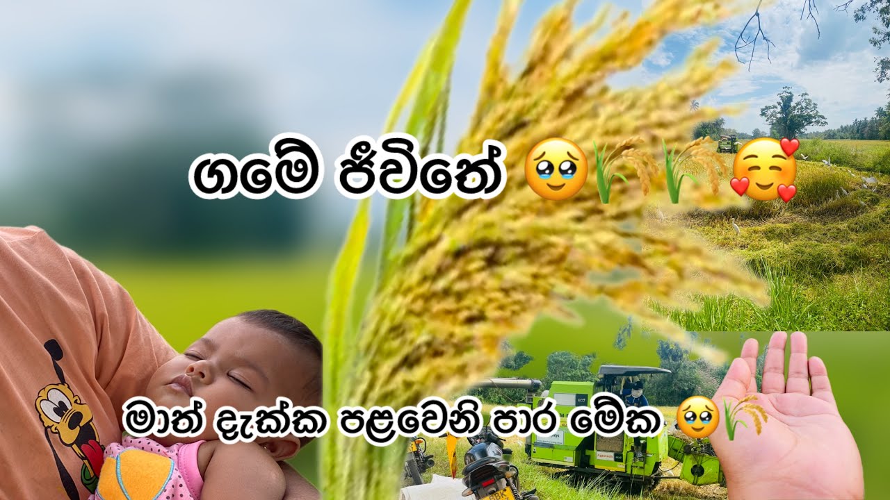 ගමේ ගොයම් කපන දවස 🌾🌾🥰/ Village life in srilanka 🇱🇰🌾💪