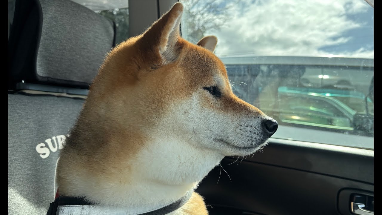 柴犬よもぎ🐕💨 朝の鶴林寺でのんびりさんぽ