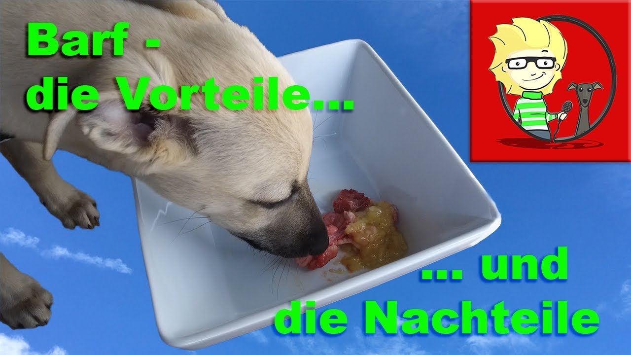 (FOLGE 26) - Hundefutter: Barf für Hunde - Vorteile und Nachteile bei der Rohfütterung
