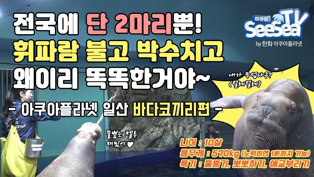 해외외신도 극찬할 것 같은 메리의 천재성!! 보고도 믿기지 않는 몸무게 570Kg 그녀의 대박 능력들 전격공개!!!