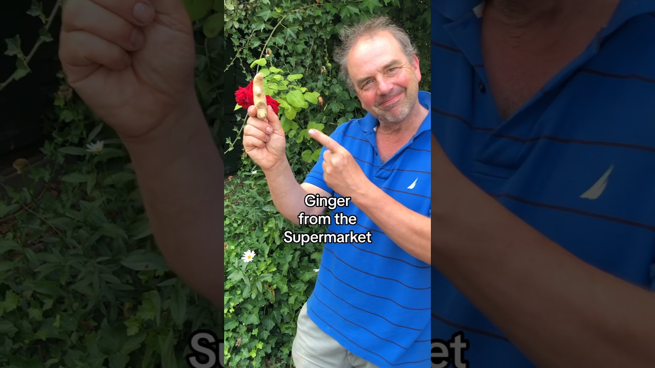 How to grow ginger bought from the supermarket 💙😍💙#growyourgroceries #growyourfood #gardening