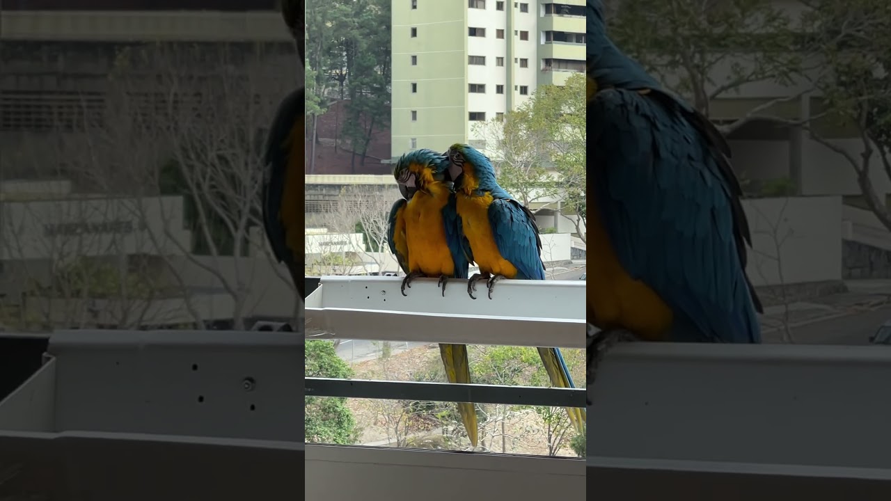Bird&rsquo;s Love #love #macaws #birds #guacamayas