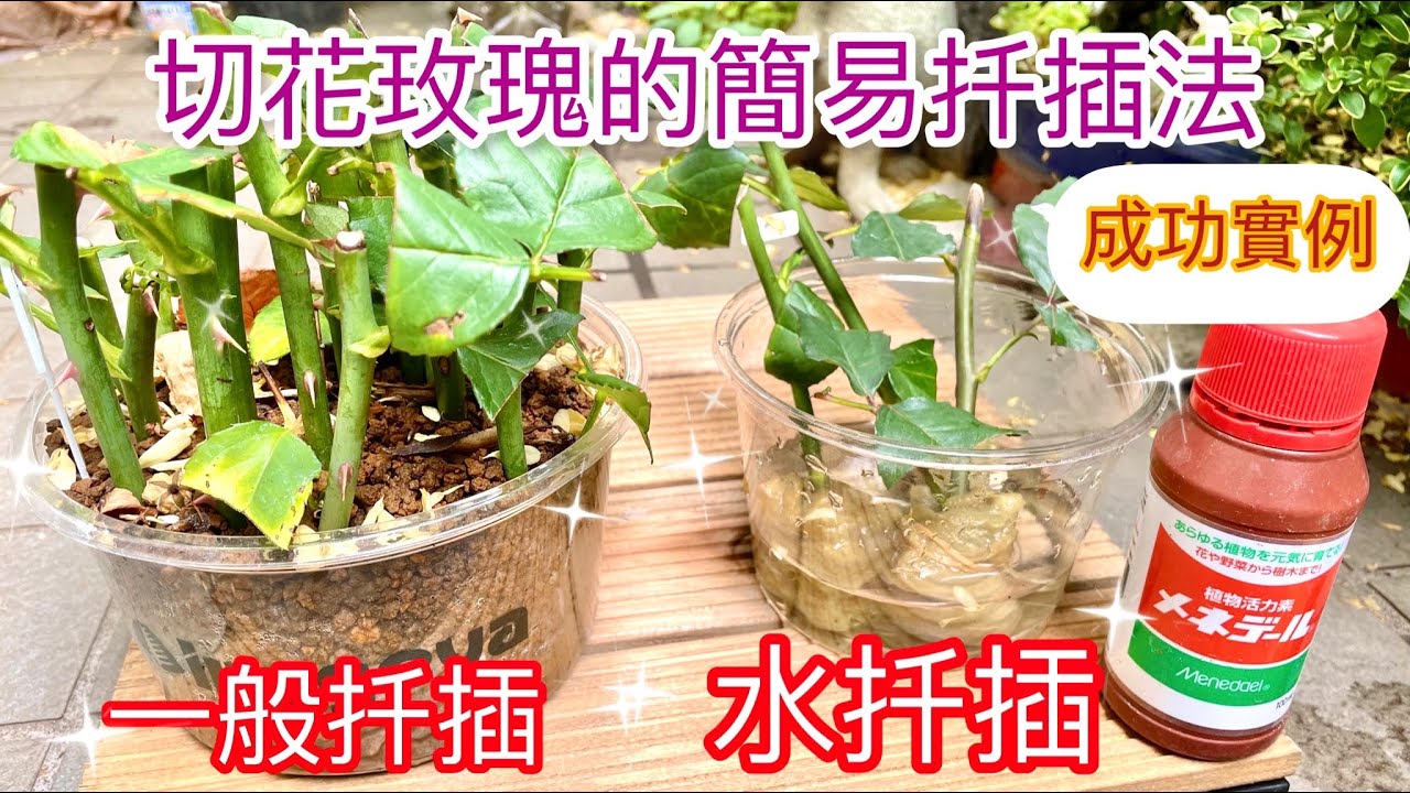 4k買回來的切花玫瑰如何繁衍❓簡易用土扦插及水扦插的示範！成功苗實例展示！嫁接也是一個方式！｜How to Breed Roses#挿し木#玫瑰扦插#園藝
