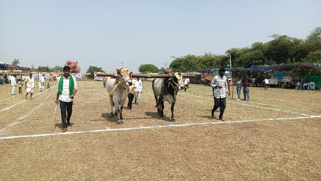 లింగరెడ్డిగూడ గ్రామపంచాయతీ సాయిరెడ్డి గూడ గ్రామంలో న్యూ కేటగిరి బండలాగుడు పోటీలు 1వ జత