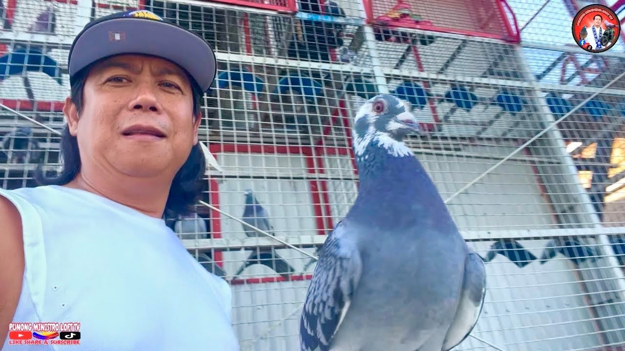 EP1244 DAHIL KAY BURUKUTU ANG BILIS MAG BATCHER NG KALAPATI