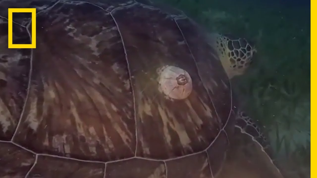 Parasites Hitch a Ride on Turtle's Shell | National Geographic