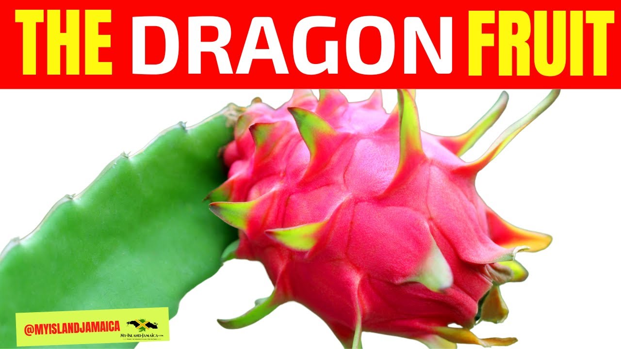 A DRAGON FRUIT? What's That? 😲 🍈 | Mystery Fruit In Jamaica
