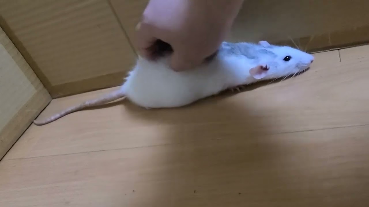 【ラット】震えるしっぽ