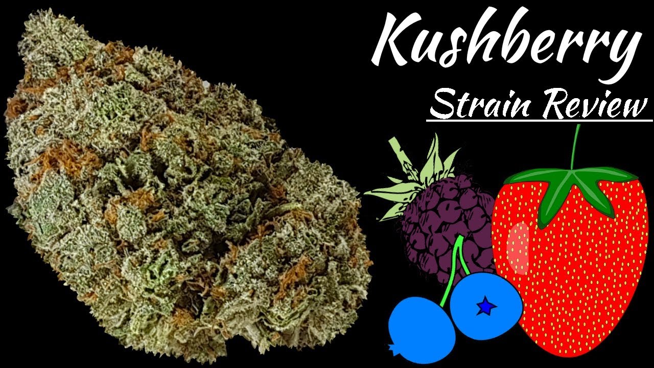 Kushberry OFFICIAL Strain Review 🇨🇦