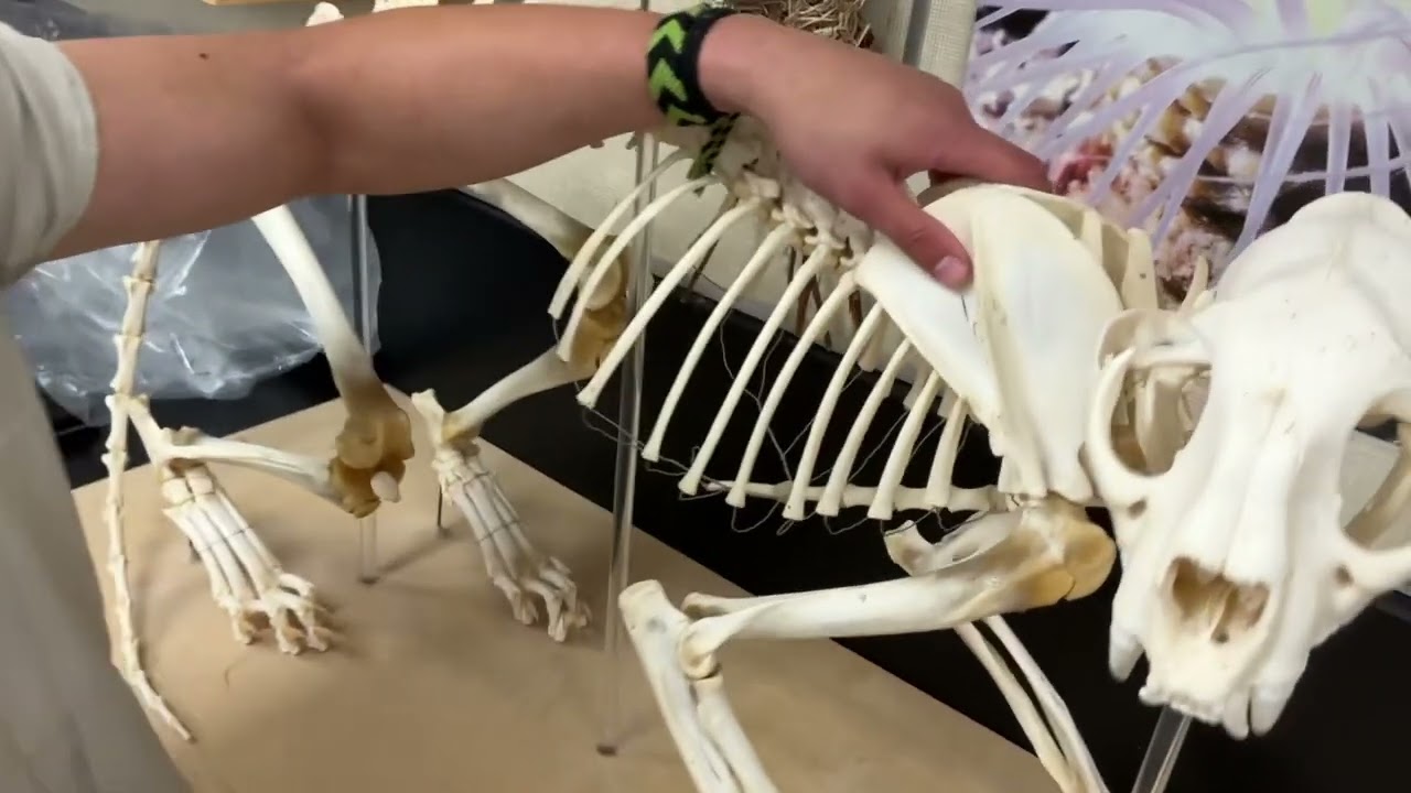 Cat skeletal anatomy