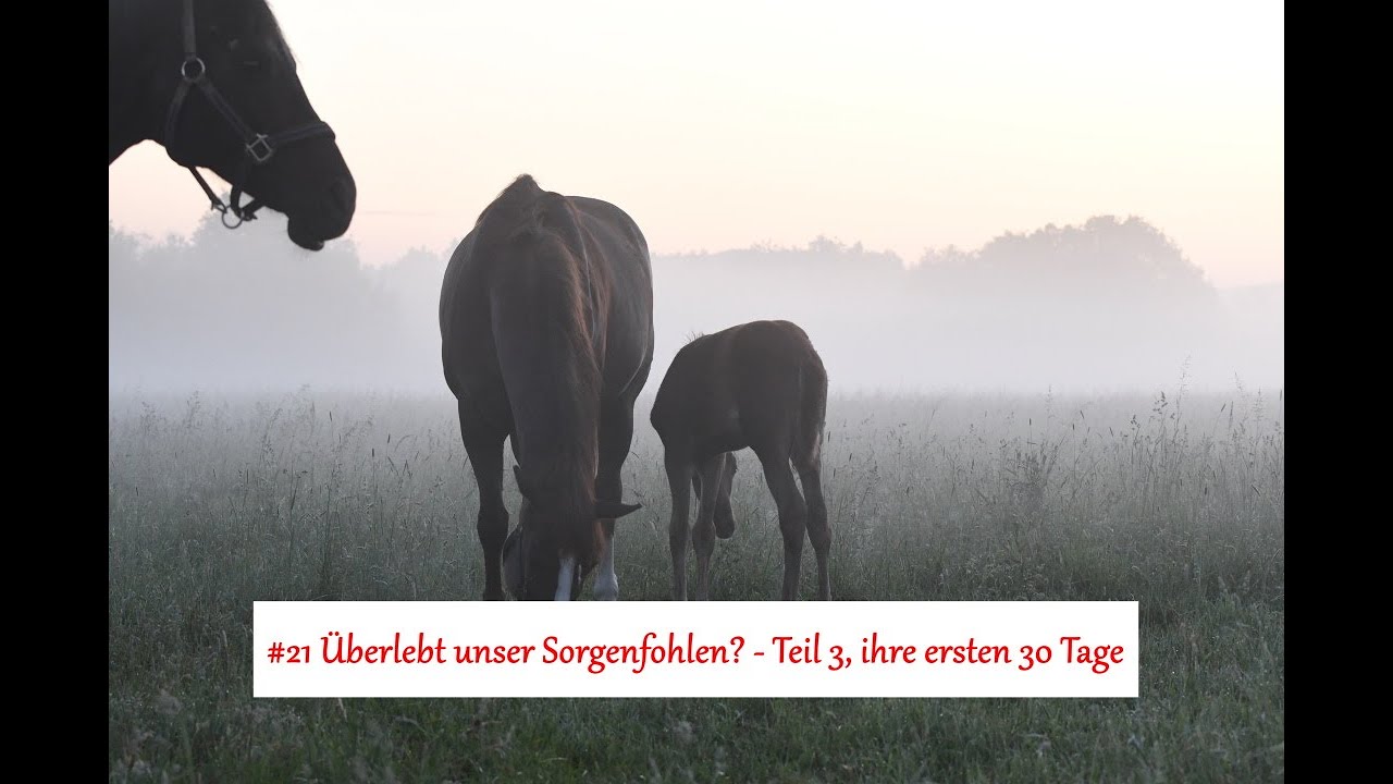 #21 Überlebt unser Sorgenfohlen - Teil 3, ihre ersten 30 Tage