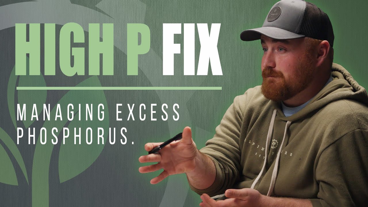 Managing High Phosphorus Soils&mdash;Balancing Nutrients for Healthier Crops