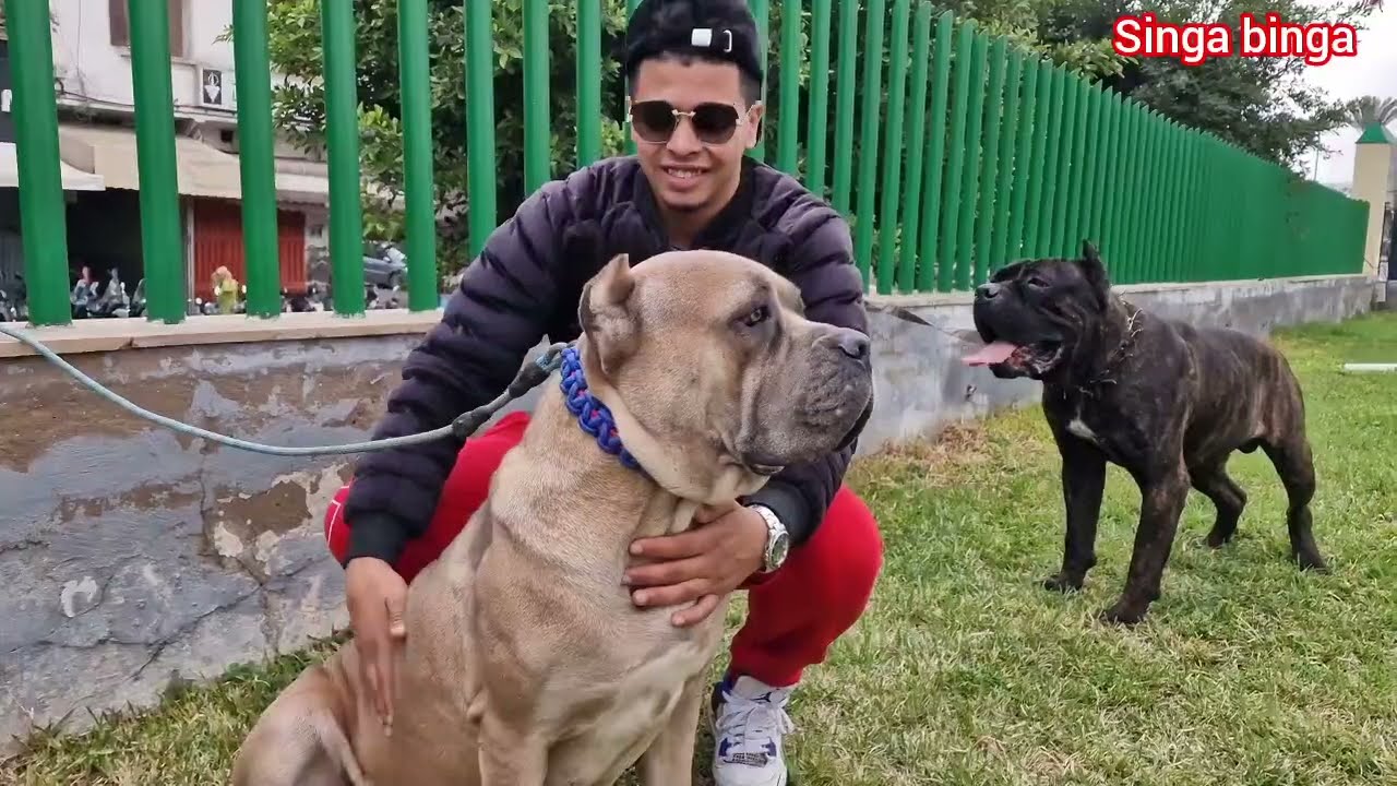 سوق القريعة بالدار البيضاء 🇲🇦🇲🇦 مع باعة جميع انواع الحيوانات#canecorso #malinois  #souk_kriaa spitz