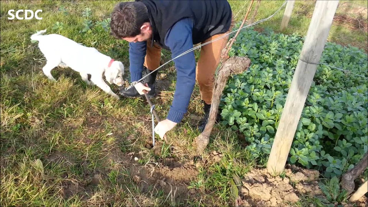 SCDC VIGNE -  Amarre tire bouchon