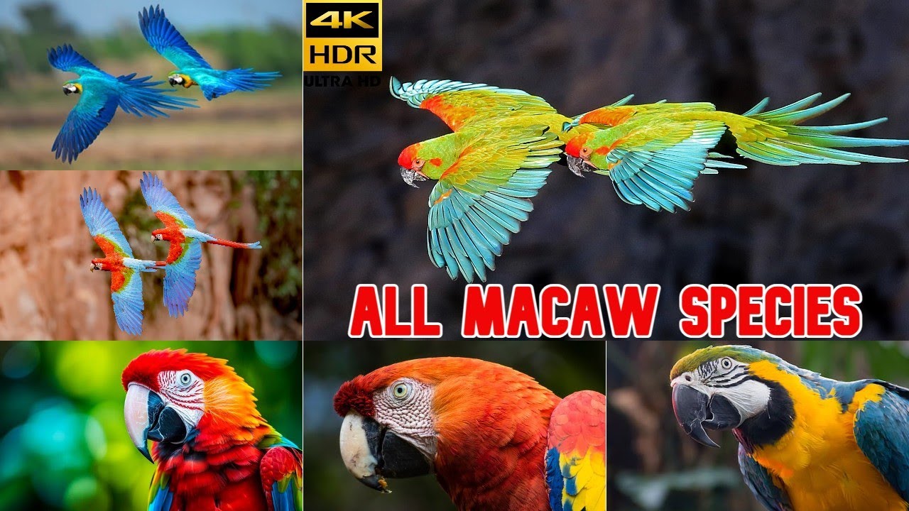 All Macaw Species/list of Macaw parrots/types of Macaw