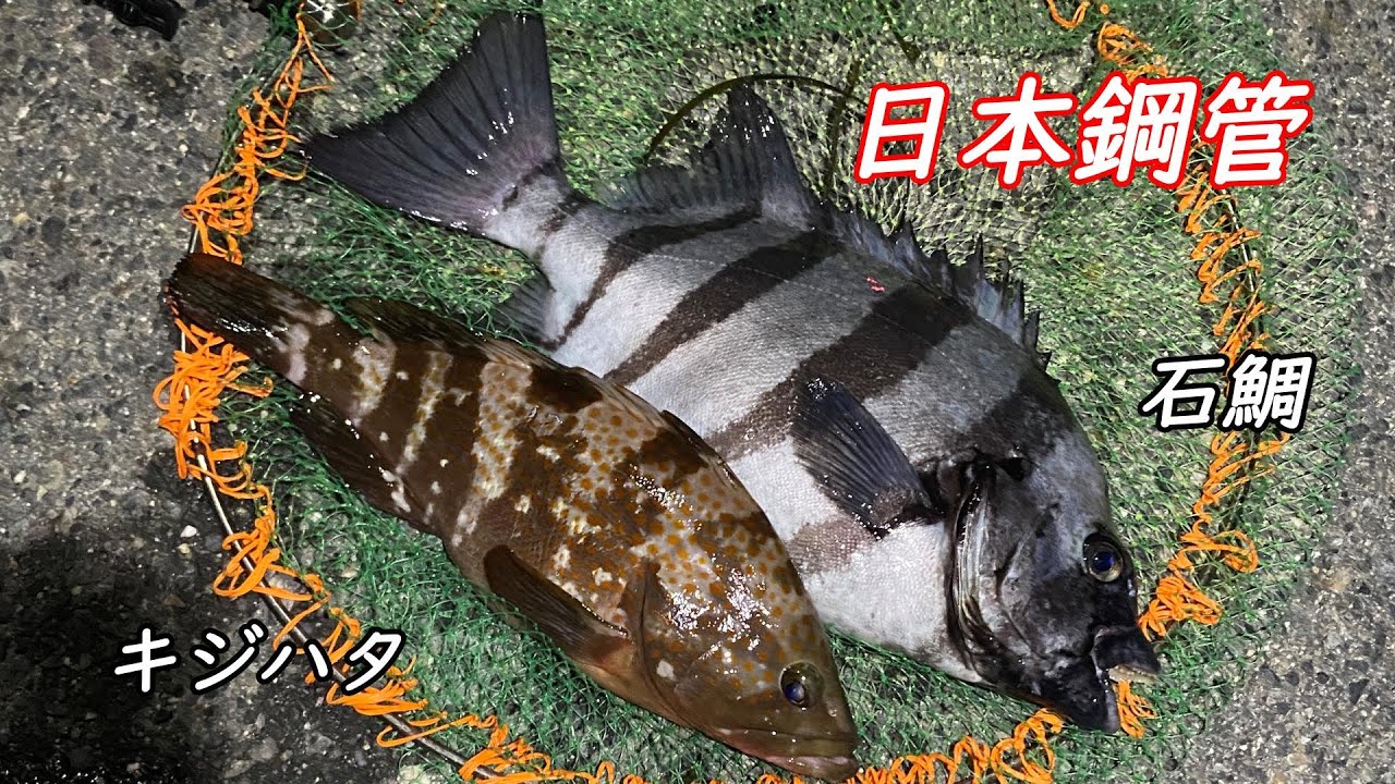【三重県】2025年日本鋼管　石鯛、キジハタ釣り！