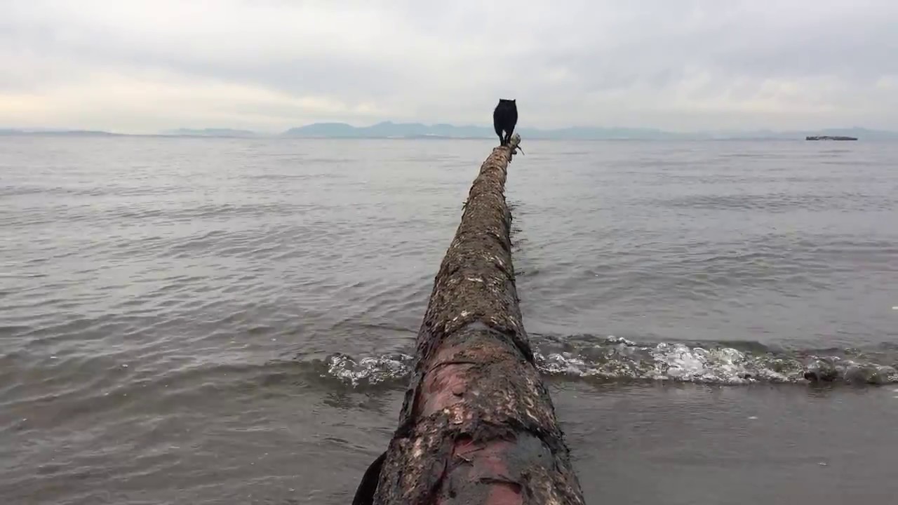 Funny Schipperke dog falls off a log