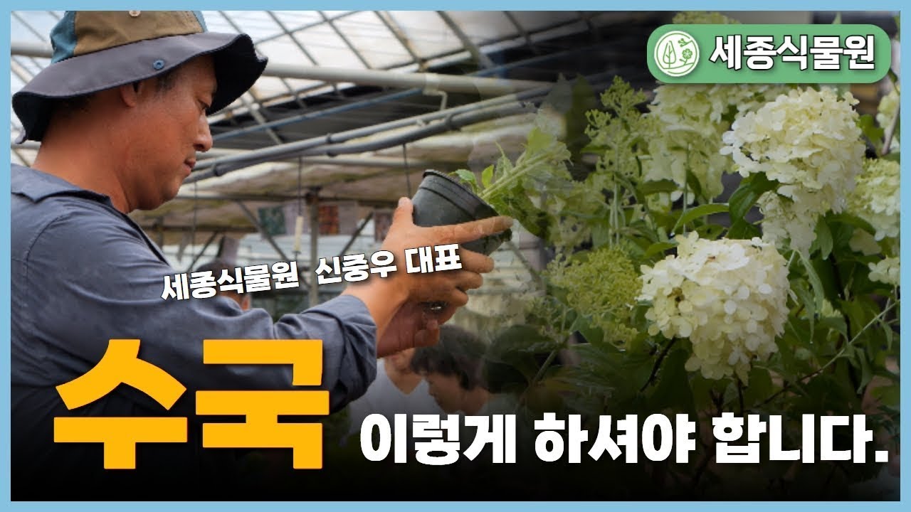 수국은 이렇게 해보세요! 종류와 특징 수국삽목 및 비료선택 수국 잘 키우는 방법, 당년지개화 / 세종식물원