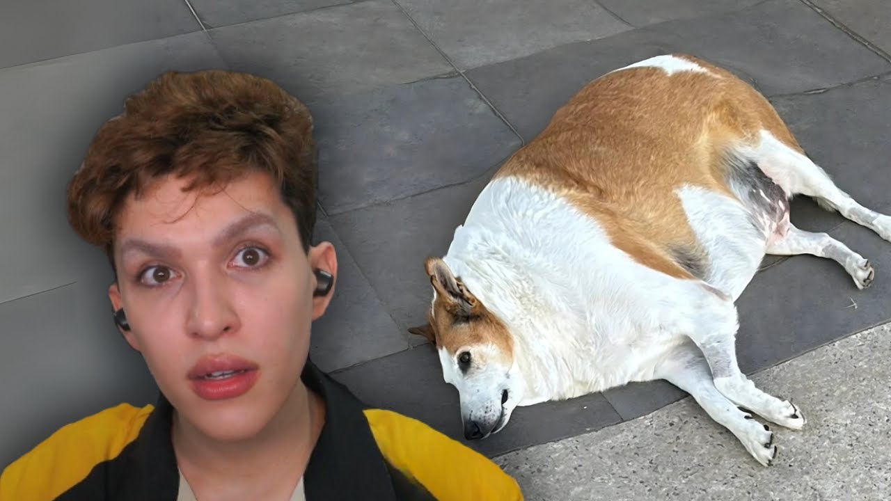 O Cachorro que sofreu gordofobia