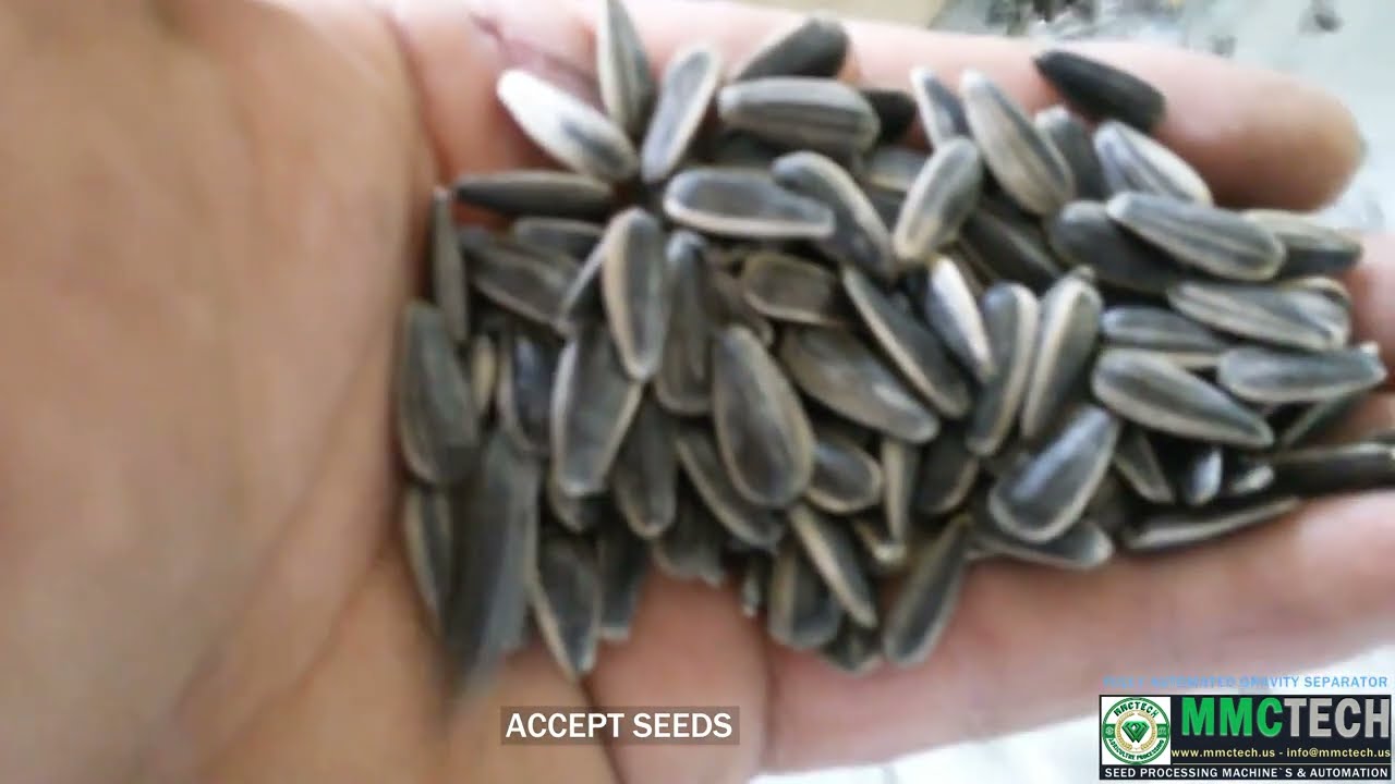 Gravity Separator for Sunflower Seeds | Precision Seed Cleaning Technology