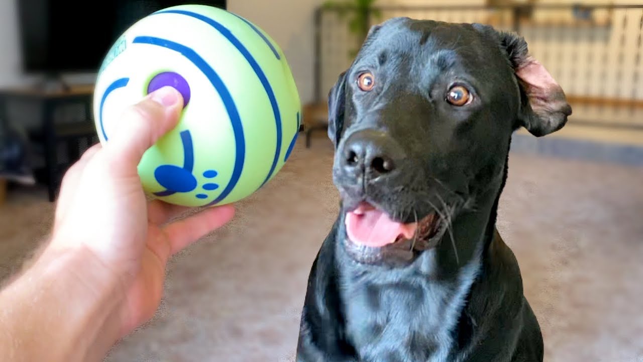 Лабрадор делает обзор лучших игрушек для собак на Amazon!!