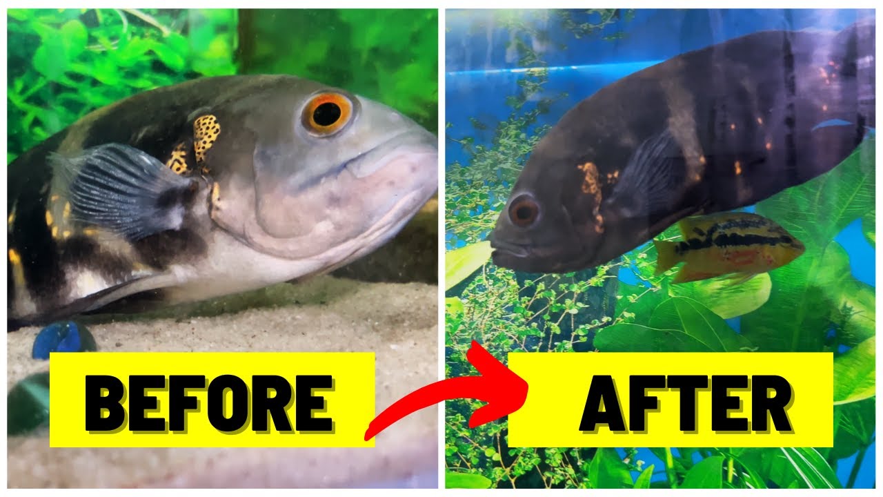 Oscar Fish Sitting At Bottom || Oscar Fish Not Moving - Check Reasons & Treatments || Blue Aquatics