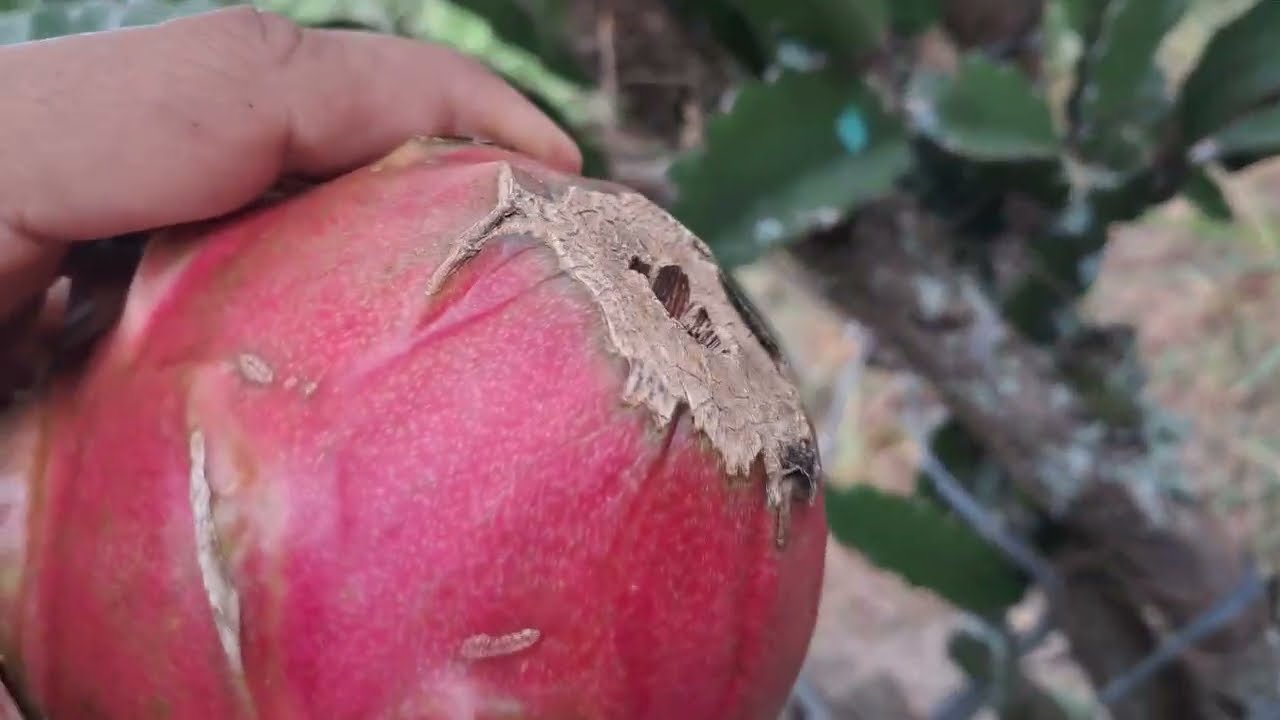 Essa pitaya pode definir um pomar!