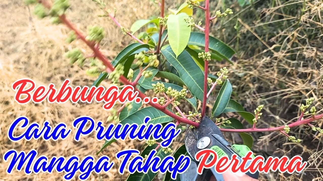 Jangan Salah, Cara Benar Pruning Mangga Tahap 1