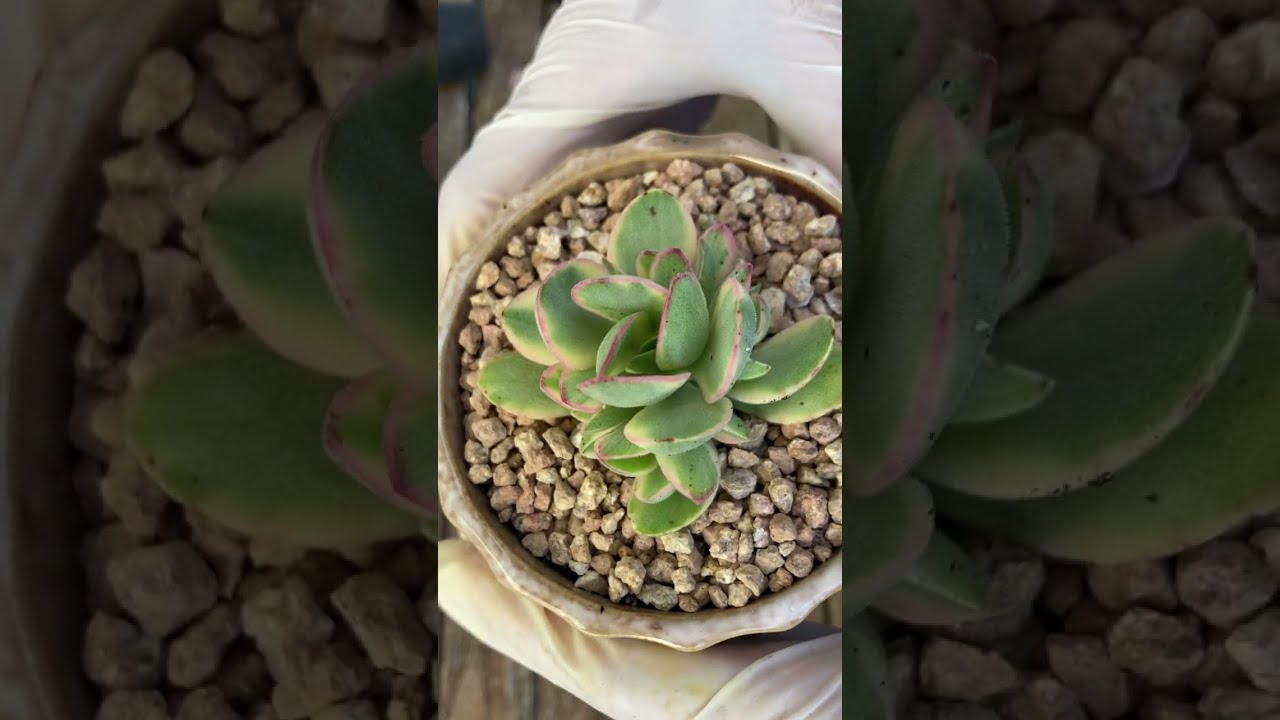 Repotting beautiful succulent- Thay chậu cho sen đá #senda #garden #succulent 