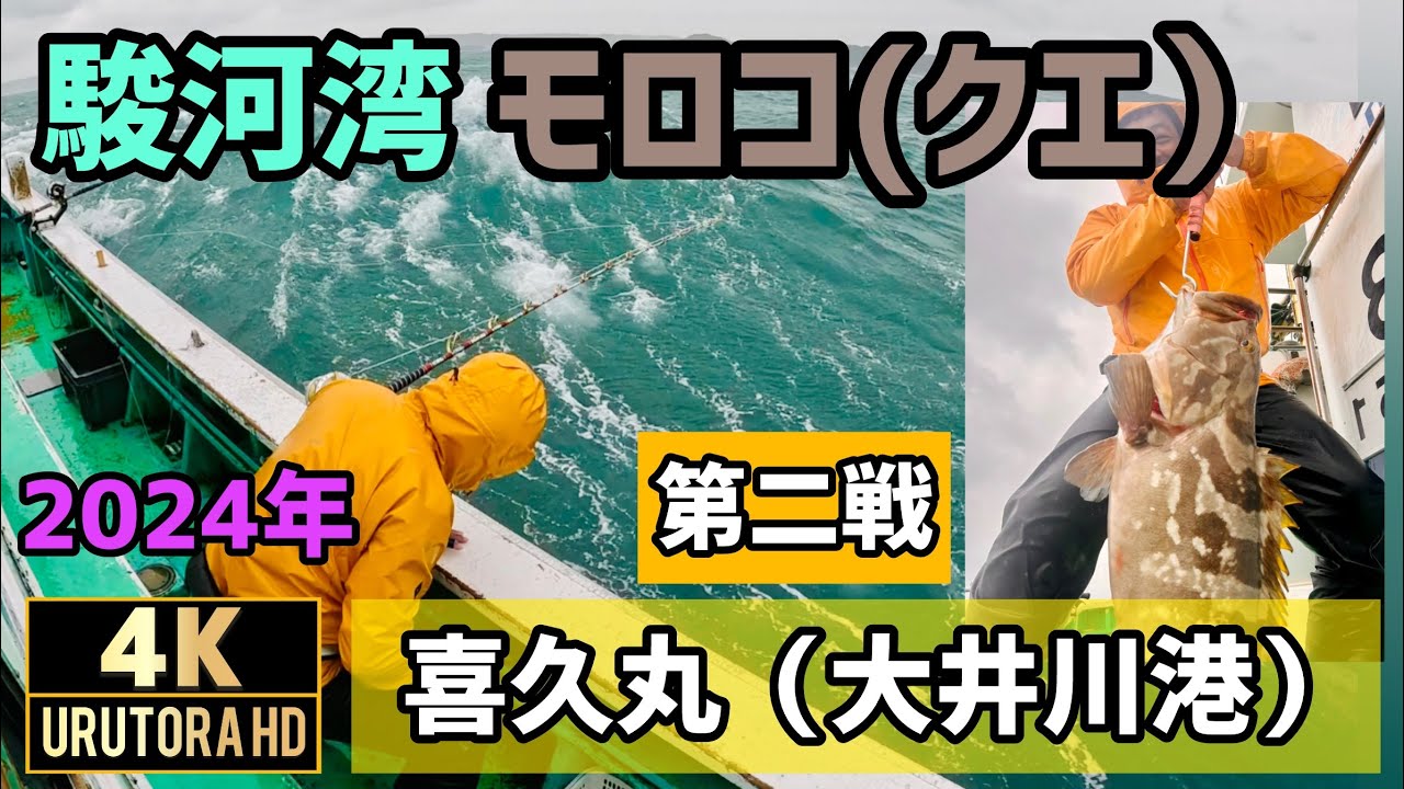【駿河湾モロコ (クエ) 】 大荒れの日 ２回乗って２本 喜久丸 2024年 Longtooth grouper #99