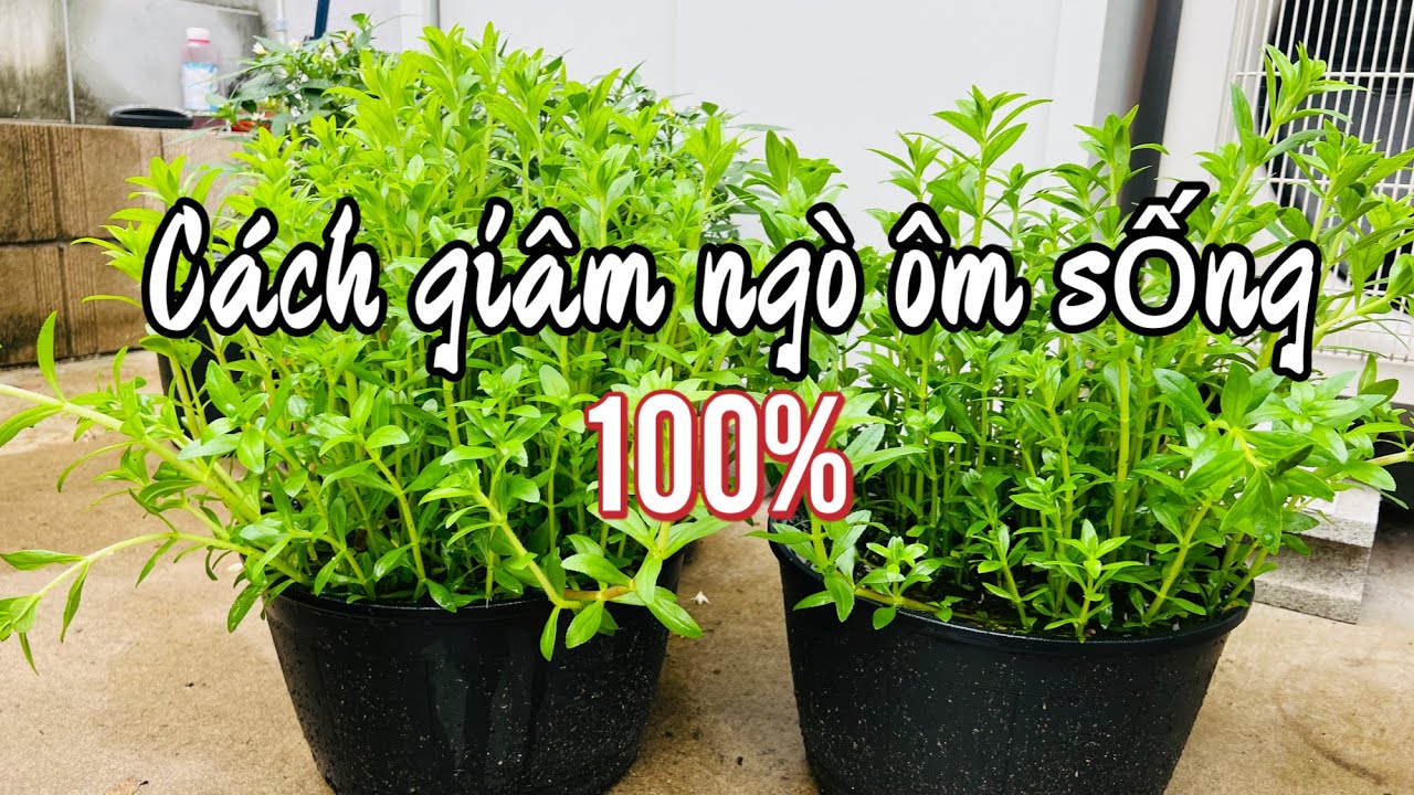Thu Hoạch Ngò Ôm Và Chia Sẽ Cách Giâm Ngò Ôm Sống 100% #138
