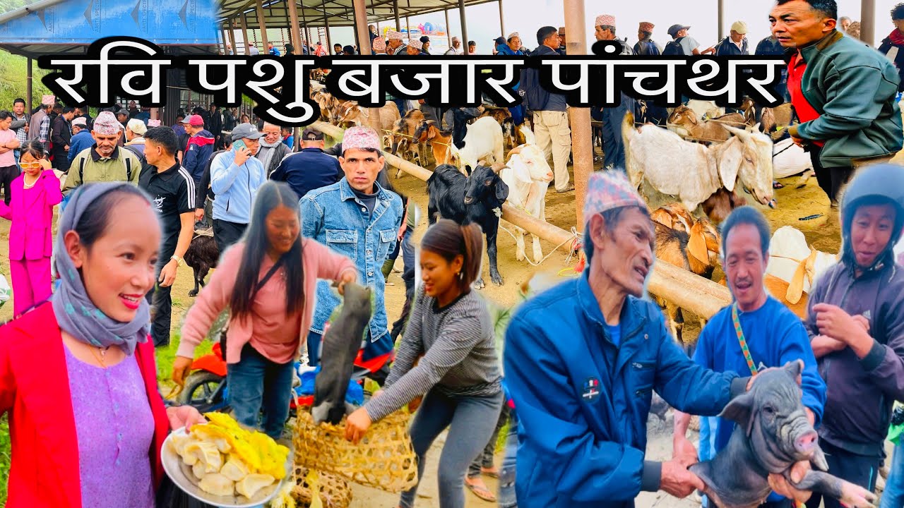 RABI KHASI BAZAR PANCHTHAR🇳🇵 🐓भाले भन्दा सस्तो सुंगुरको पाठा पाईने पांचथरको ठुलो र पुरानो खसी बजार🐐