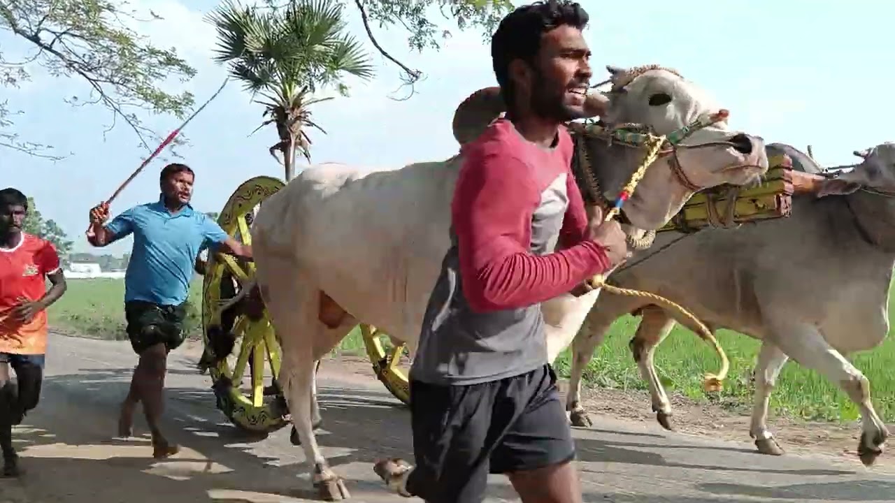 Palleboyina kondareddy bulls beta clip#viralvideo #bullfarm 