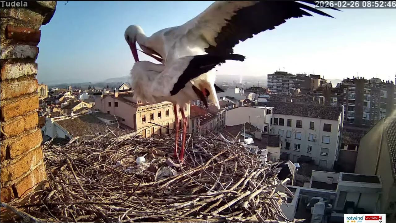 🥚 Ribotas & Mejana, bociany Tudela, ES - 26 02 2026 Directo cigüeñas TUDELA