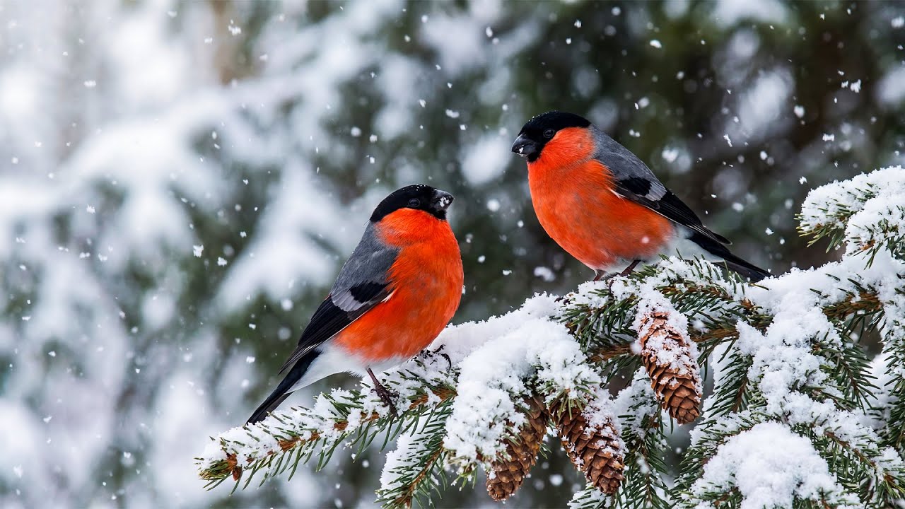 Soothing Music With Winter Bird Songs To Relax The Mind ❄️ Helping To Heal Anxiety And Depression