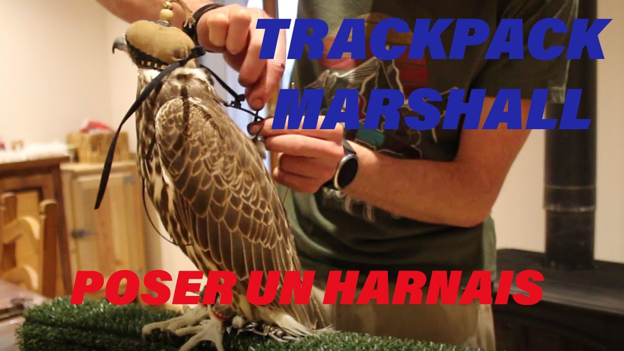 Comment poser un harnais Trackpack sur un rapace .