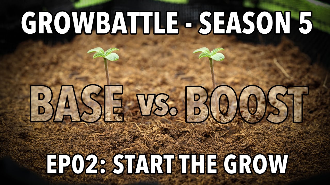 GROWBATTLE 5 💥 BASE vs  BOOST 🥦 EP02 Start the grow 🌱 2x Wifi OG Haze 💪🏻by Vivosun & GanjaFarmer