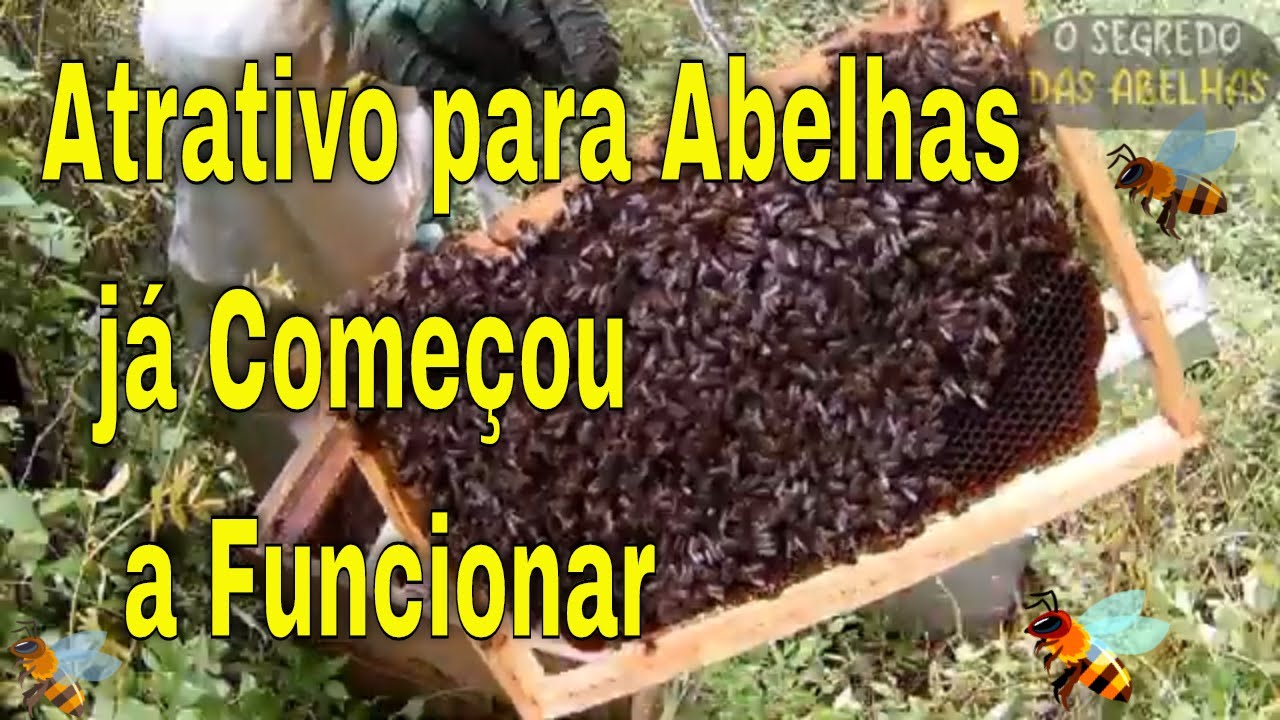 Atrativo para Abelhas já Começou a Funcionar  @euclidessantanasantana