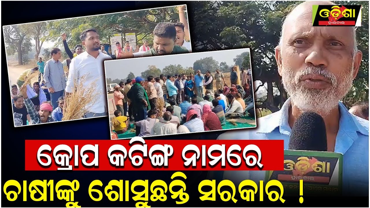 କ୍ରୋପ କଟିଙ୍ଗ ନାମରେ ଚାଷୀଙ୍କୁ ଶୋସୁଛନ୍ତି ସରକାର ! || Odisha Halchal