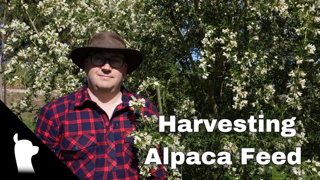 Harvesting Alpaca Feed Supplement | Tree Lucerne | Alpaca Guild