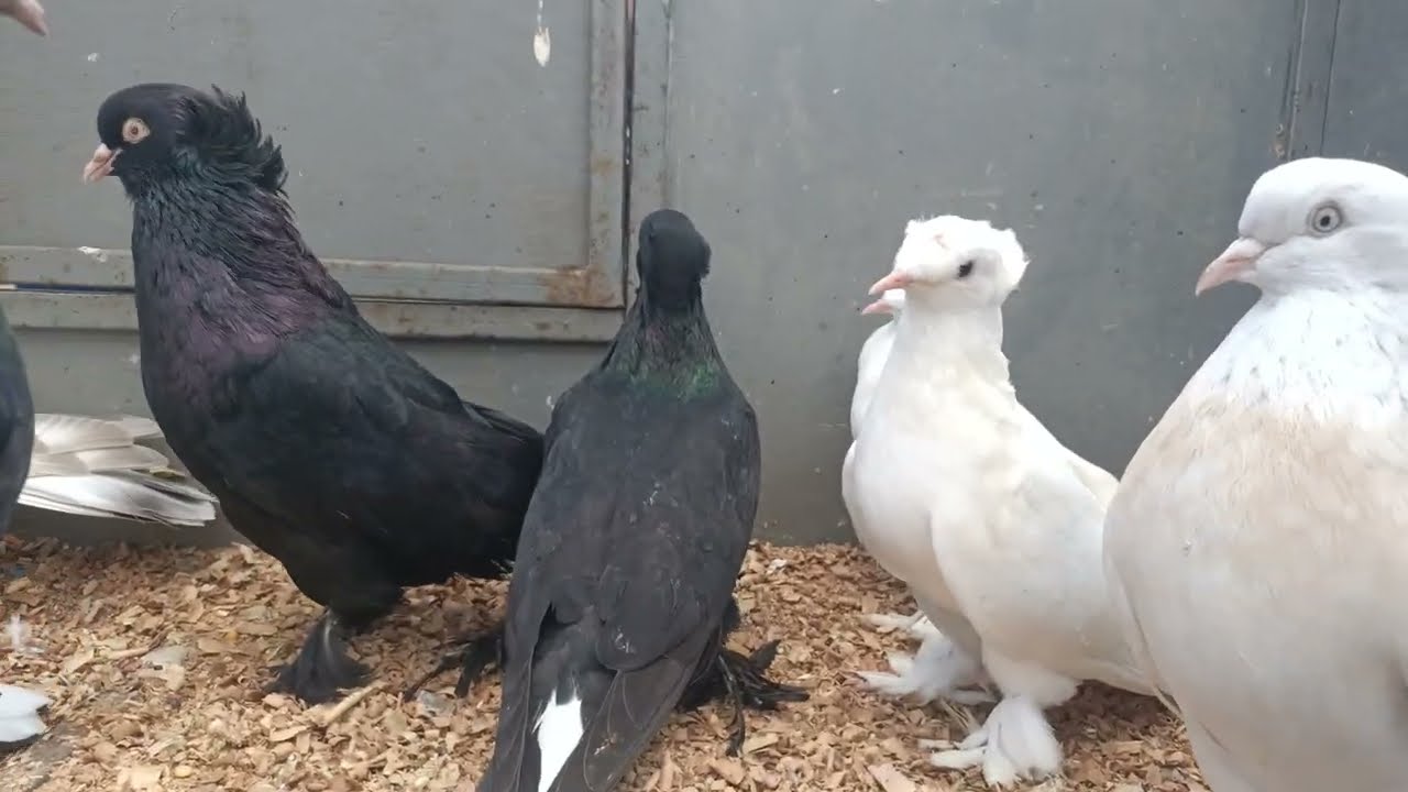 EDİRNEKAPI KUŞ PAZARI 3 BÖLÜM