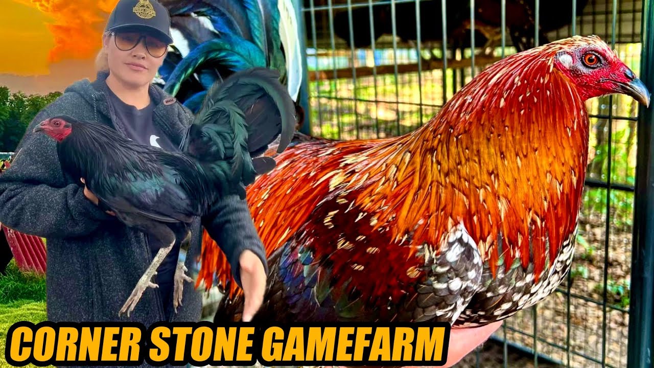 Spangled Hatch Mclean And Black Poster Hatch Kelso | CORNER STONE GAMEFARM