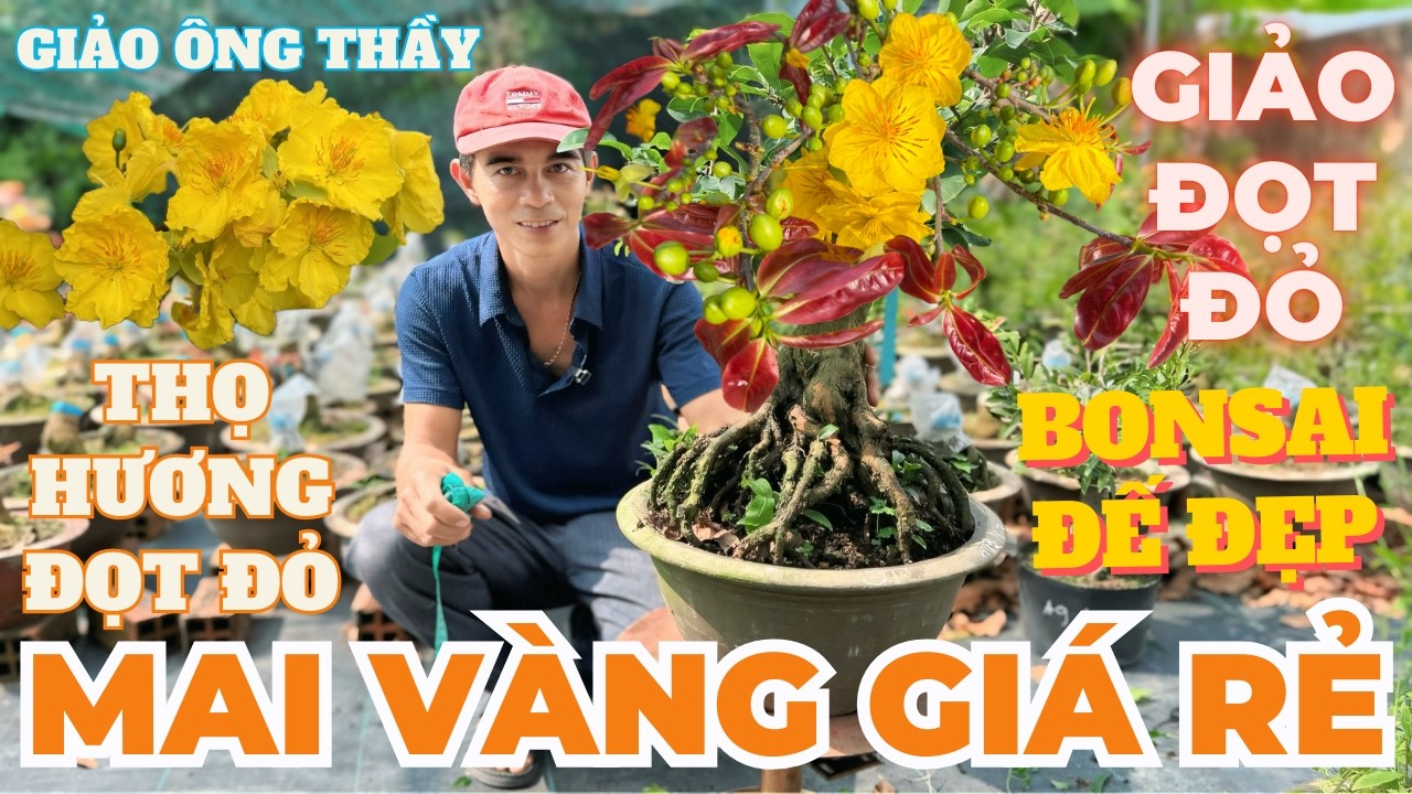 27-02 CHÚ HIÊN Giao Lưu Mai Vàng Giá Rẻ, Giảo Đọt Đỏ, Giảo Ông Thầy Đế Đẹp Bo Nhiều • THÀNH TRỌNG LÊ