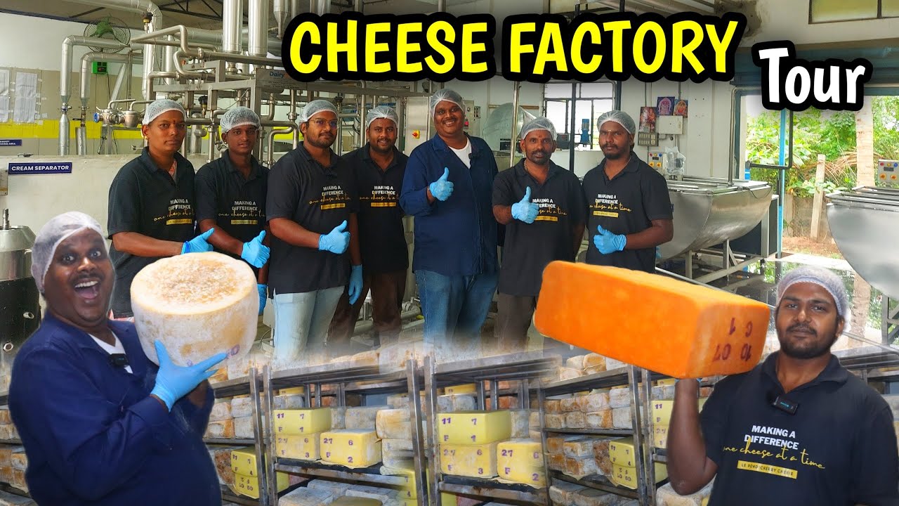 Cheese Factory Tour | Le Cheese Pondicherry
