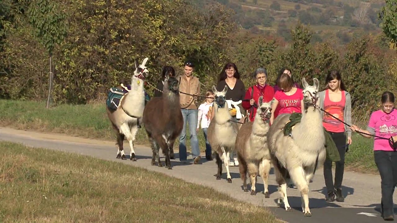 Lama Trekking in den Weinbergen