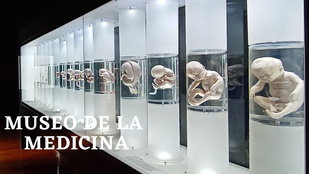 ¡Fetos reales! 😱  El cuerpo humano expuesto, así es El Museo de la Medicina