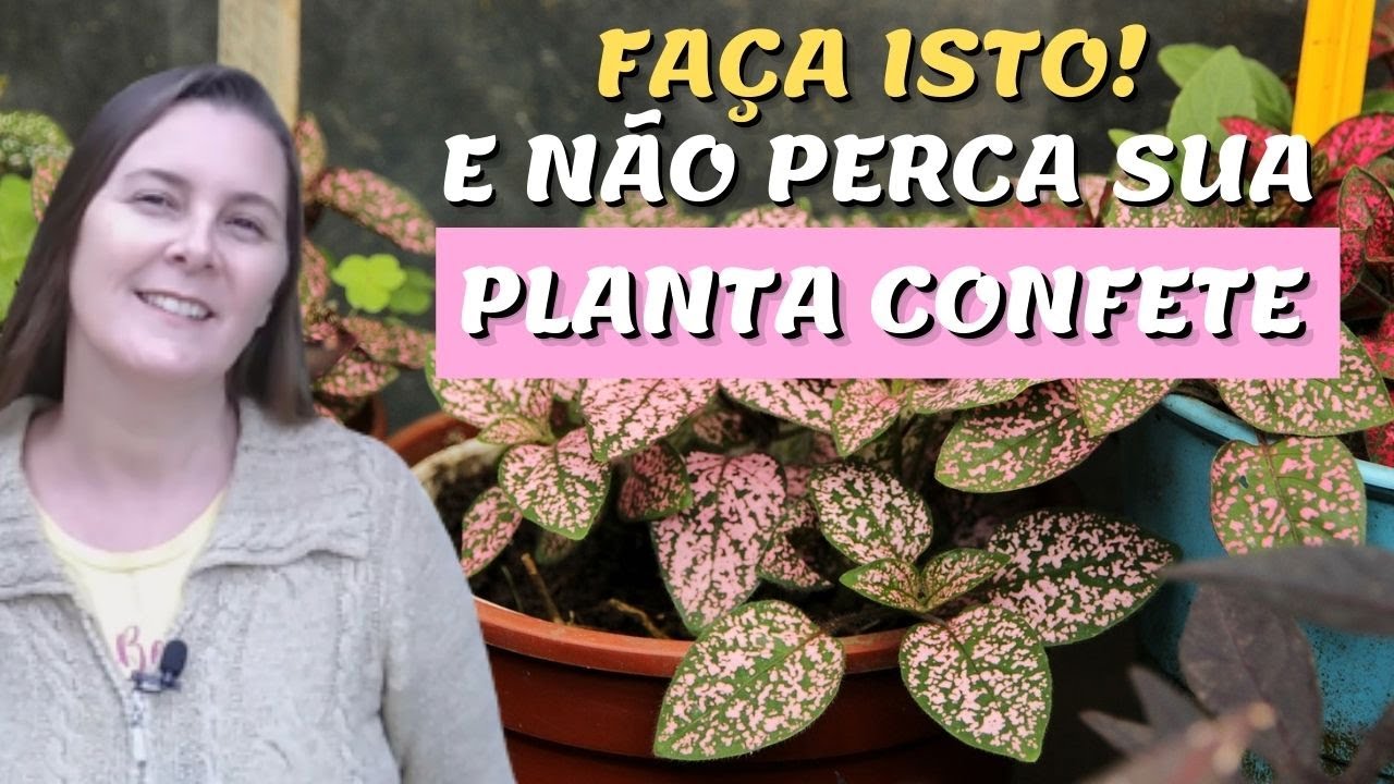 NÃO PERCA SUA PLANTA CONFETE | FAZENDO A PODA DA HYPOESTES | Como podar a planta confete