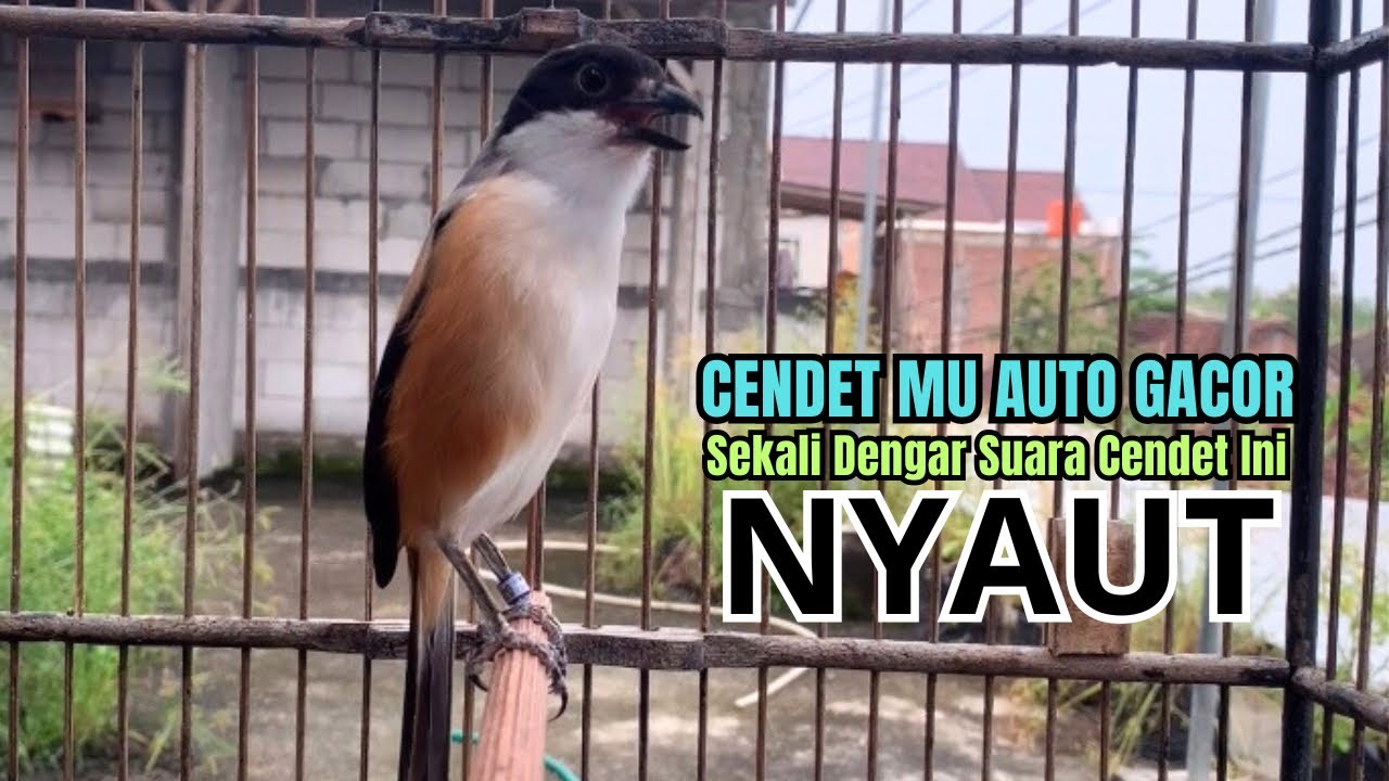 burung cendet gacor FULL ISIAN MEWAH untuk PANCINGAN CENDET AGAR BUNYI jadikan BURUNG PENTET GACOR